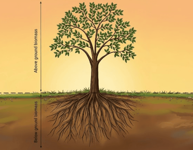 Above-Ground vs Below-Ground Biomass
