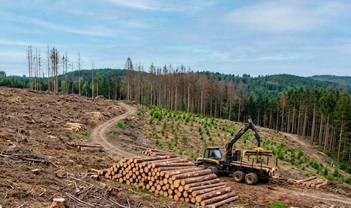 AI Deforestation Detection: Days vs Years in Forest Monitoring
