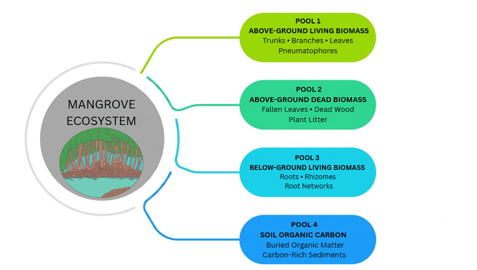 Four carbon pools diagram