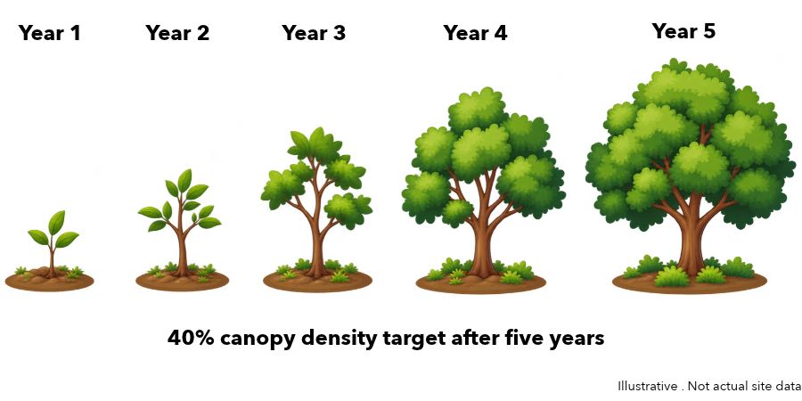 Tree growing from a sapling in year 1 to a full canopy in year 5, illustrating the Green Credit Programme 40% canopy density target