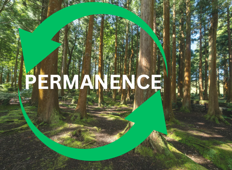 What Is Permanence in Carbon Credits? Why Long-Term Carbon Storage Matters